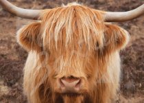 Highland Cow Magnet Face Only Magnet