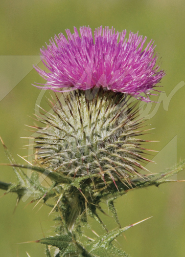 Scottish Thistle Magnet