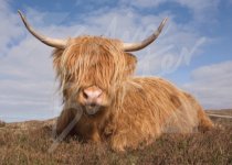 Highland Cow Magnet