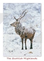 Red Deer Stag, Scottish Highlands Magnet (V CB)