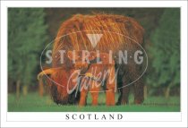 Mother & Son, Highland Cow - Scotland Postcard