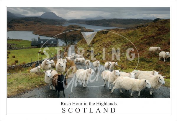 Rush Hour in the Highlands - Scotland Postcard