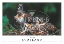 Osprey and Young Postcard