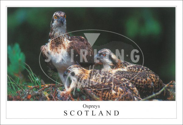 Osprey and Young Postcard