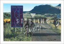 Allow Overtaking, Traffic Congestion, Cows Postcard