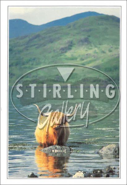 Staying Cool, Highland Cow Postcard