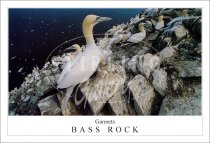 Gannets on Bass Rock Postcard
