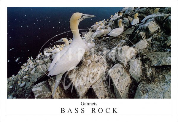 Gannets on Bass Rock Postcard