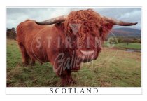 Highland Bull Postcard