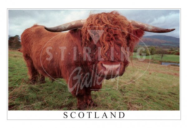 Highland Bull Postcard