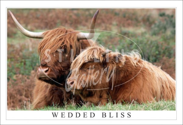Wedded Bliss, Highland Cows Postcard