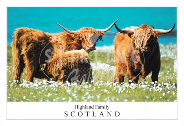 Highland Family - Scotland, Highland Cow Postcard (H SG)
