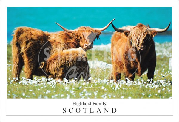Highland Family - Scotland, Highland Cow Postcard