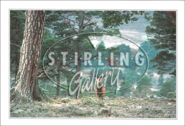 Red Deer Stag in Pinewood Postcard