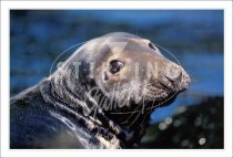 Grey Seal, I only have eyes for you Postcard