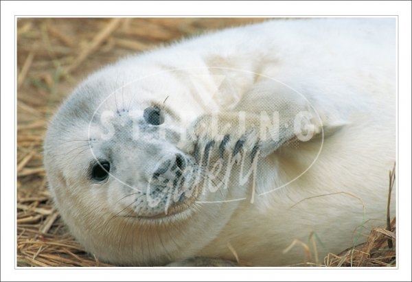 Grey Seal Pup Postcard