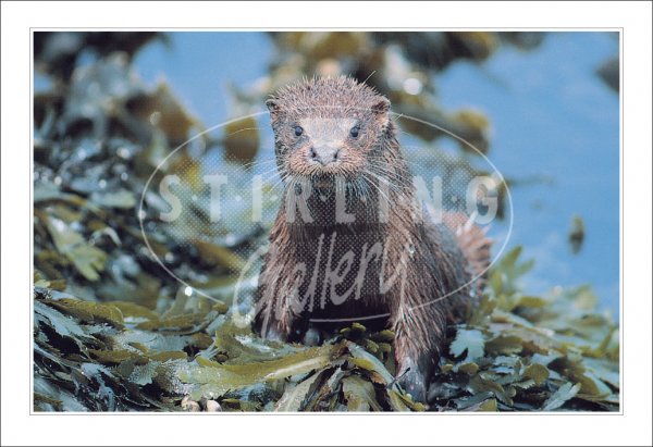 Otter in Seaweed Postcard