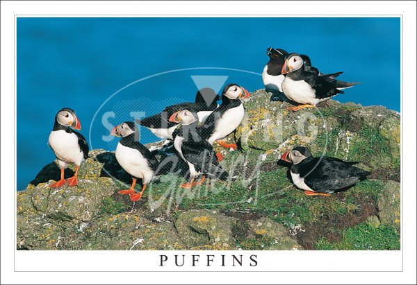 Puffins, Treshnish Postcard (H SG)
