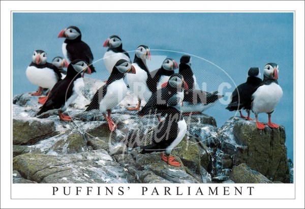 Puffins' Parliament Postcard (H SG)