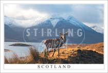 Red Deer Stag - Scotland, Glen Garry Postcard (H SG)