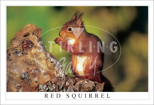 Red Squirrel, eating Hazelnut Postcard
