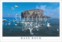 Gannets - Bass Rock Postcard