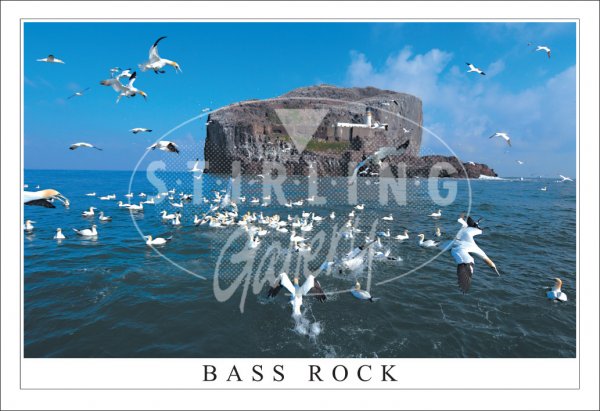 Gannets - Bass Rock Postcard
