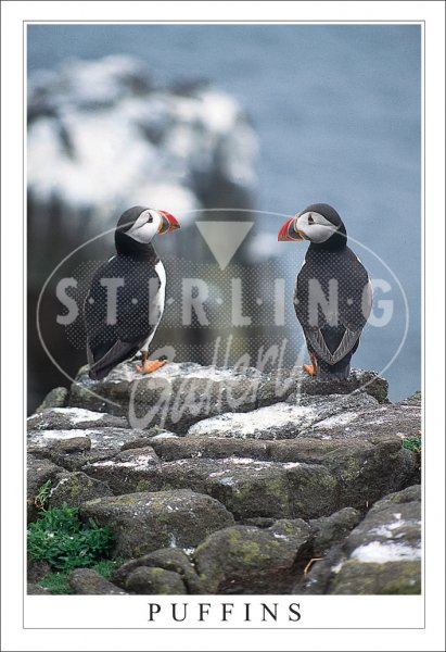 Puffins, Two Postcard