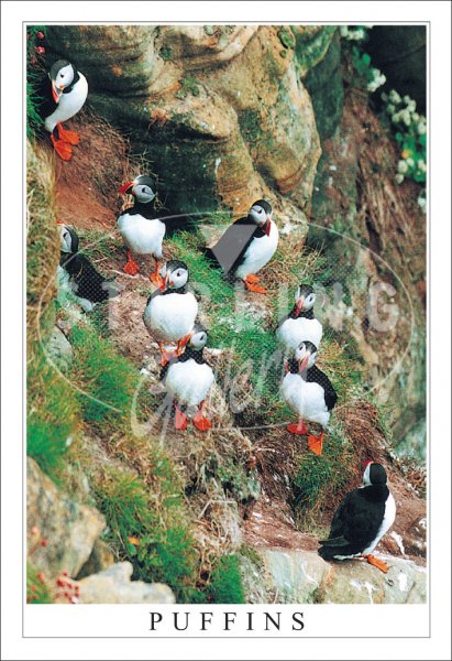 Puffins, John O'Groats Postcard