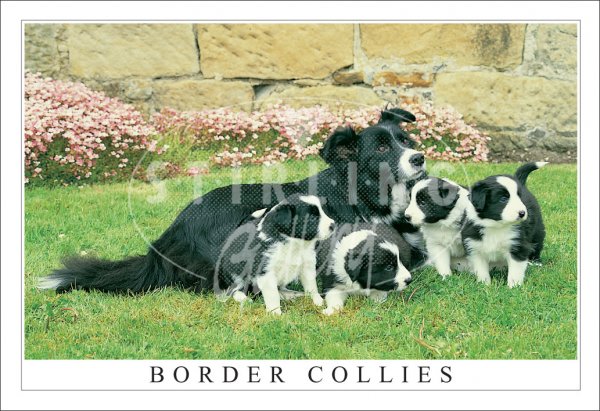 Border Collies, Pups Postcard (H SG)