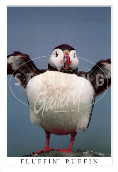 Fluffin' Puffin Postcard