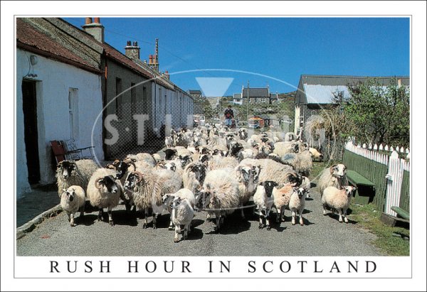 Rush Hour in Scotland Postcard