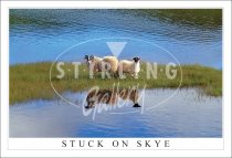 Stuck on Skye Postcard