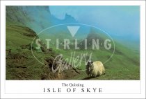 Quiraing - Isle of Skye, Sheep close up Postcard