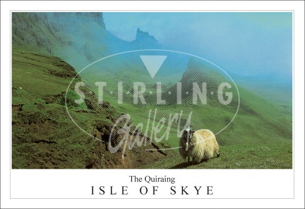 Quiraing - Isle of Skye, Sheep close up Postcard