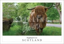 Highland Cow - Scotland, Glenelg Postcard
