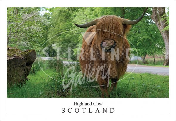 Highland Cow - Scotland, Glenelg Postcard