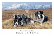 Collies in the Cuillin - Isle of Skye Postcard