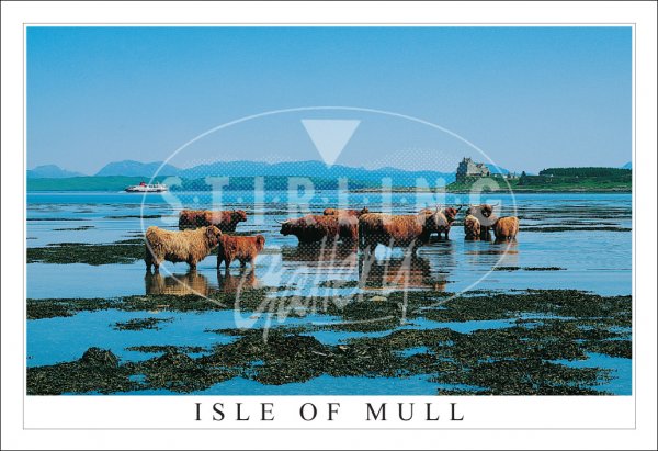 Highland Cows, Torosay, Duart Castle - Isle of Mull Postcard
