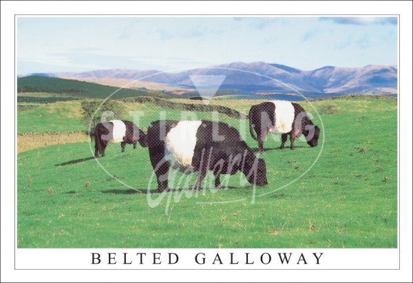Belted Galloway Postcard