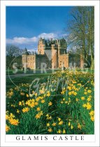 Glamis Castle, Springtime Daffodils Postcard