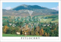 Pitlochry, Horses Postcard