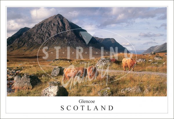 Buachaille Etive Mor, Highland Cows - Scotland Postcard