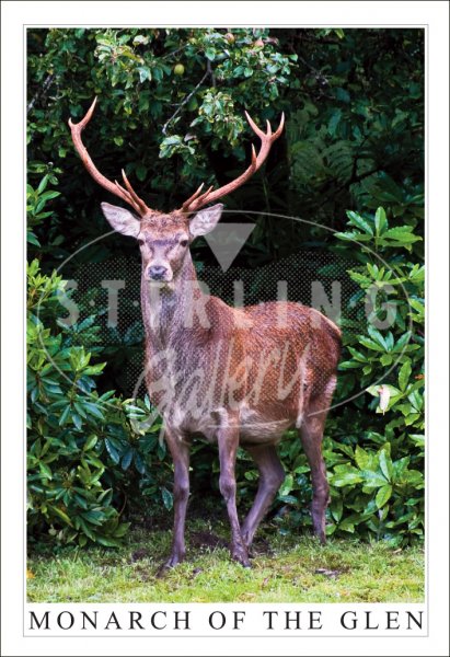 Monarch of the Glen, Red Deer Stag Postcard