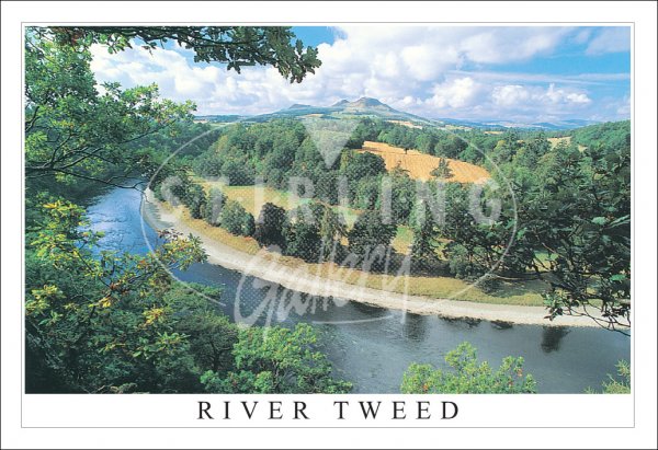 River Tweed to Scott's View Postcard