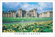 Floors Castle, Kelso, Daffodils Postcard