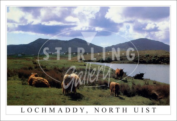 Lochmaddy, North Uist, Highland cows Postcard