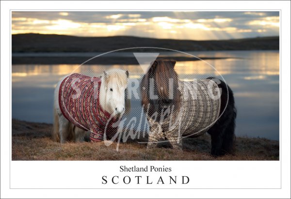 Shetland Ponies, Cardigans - Scotland Postcard