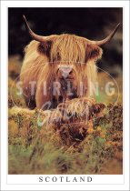 Highland Cow & Calf - Scotland Postcard