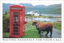 Waiting Patiently for your Call, Highland Cow, Phone Box Postcard